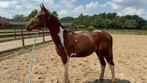 Prachtige bonte hengst zangersheide, Dieren en Toebehoren, Paarden, Hengst, Springpaard, Ingeënt, 0 tot 2 jaar