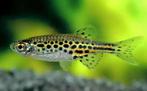 Burmese Luipaard Danio (veilig met garnalen) zeldzaam, Dieren en Toebehoren, Vissen | Aquariumvissen, Vis, Zoetwatervis, Schoolvis