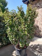 Elaeagnus ebbingei / Olijfwilg / Zilverbes 190cm in pot 60cm, Tuin en Terras, Planten | Struiken en Hagen, Ophalen, Overige soorten