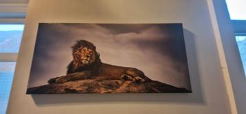 Foto canvas liggende leeuw beschikbaar voor biedingen