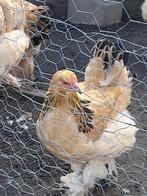 2 poules de Brahma Colombia brun/noir, Femelle, Poule ou poulet