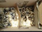 Cream de legbar kuikens, Dieren en Toebehoren, Pluimvee, Kip