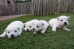 Prachtige West Highland white terriër pups (westie pups), Dieren en Toebehoren, Honden | Jack Russells en Terriërs, België, Overige rassen