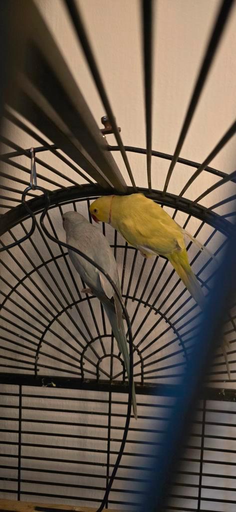 Ringnekpapegaai, Dieren en Toebehoren, Vogels | Kanaries