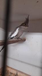 Valkparkiet, Dieren en Toebehoren, Geringd