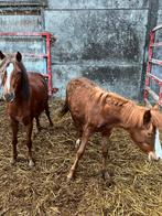 Welsh merrie’s, Dieren en Toebehoren, B pony (1.17m tot 1.27m), Merrie, Tuigpony, 0 tot 2 jaar