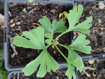 Ginkgo Biloba beschikbaar voor biedingen