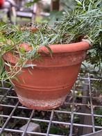 Pot en terre cuite,, Gebruikt, Rond, Tuin, Minder dan 40 cm