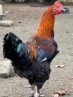 Marans, Meerdere dieren, Kip