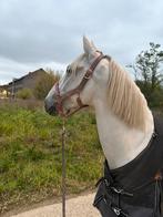 Project paard, Dieren en Toebehoren, Paarden, Gechipt, Ruin, 7 tot 10 jaar, 160 tot 165 cm