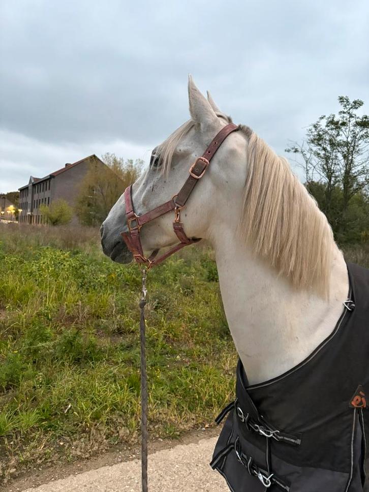 Project paard, Dieren en Toebehoren, Paarden, Ruin, Onbeleerd, 160 tot 165 cm, 7 tot 10 jaar, Recreatiepaard, Gechipt, Ontwormd