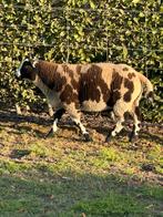 Baggerbonte bokken, Dieren en Toebehoren, Mannelijk, Schaap, 0 tot 2 jaar