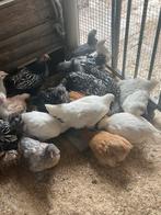 Prachtige poule de bresse kippen, Dieren en Toebehoren, Pluimvee, Meerdere dieren, Kip