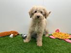 Poedel pup - Middelgroot, Dieren en Toebehoren, Poedel, België, Reu, 8 tot 15 weken