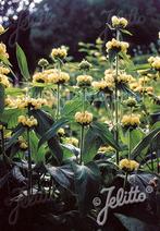 Phlomis russeliana (épilobe), Enlèvement, Été
