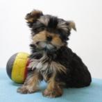Yorkshire Terriër - Belgische pups te koop, Yorkshire Terriër, België, Handelaar, CDV (hondenziekte)