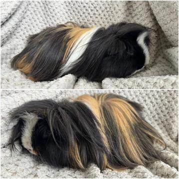 Cavia mannetje op zoek naar een nieuwe thuis. beschikbaar voor biedingen
