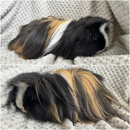 Cavia mannetje op zoek naar een nieuwe thuis., Dieren en Toebehoren, Knaagdieren, Mannelijk, Cavia, Tam