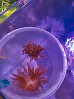 2 Anémones quadricolor, Animaux & Accessoires, Poissons | Aquariums & Accessoires, Enlèvement