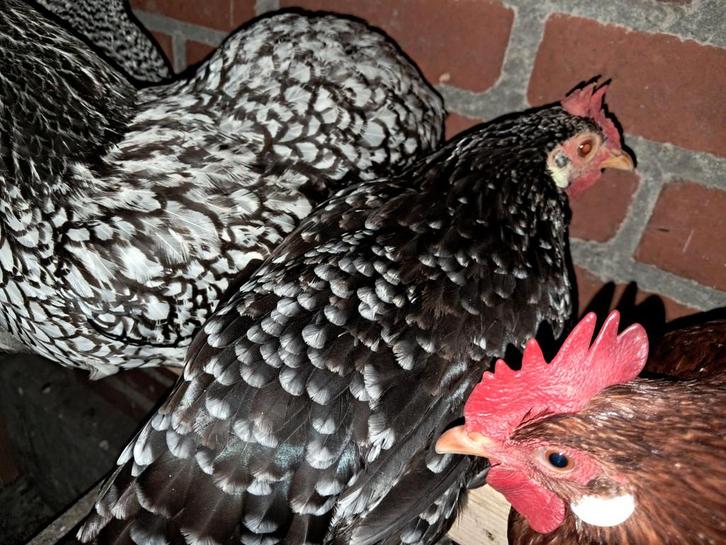 Ancona krielen - legkippen, Dieren en Toebehoren, Pluimvee