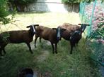 4 mooie zwartbles kweekooien en een ram van 1,5 jaar oud, Meerdere dieren, Schaap, 0 tot 2 jaar