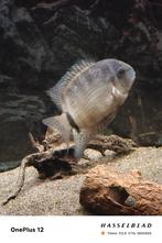 koppel heros severum, Dieren en Toebehoren, Vissen | Aquariumvissen, Vis, Zoetwatervis