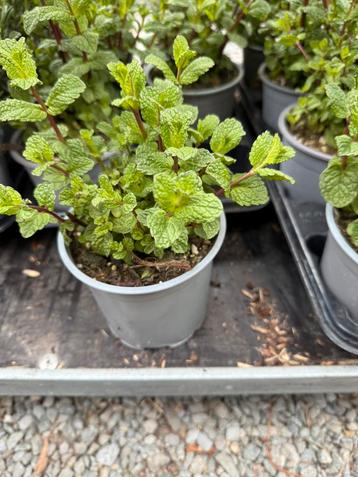Marokkaanse munt, Tuin en Terras, Ophalen