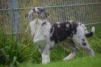 Australische herder pups nieuw nestje 💖, Dieren en Toebehoren, Honden | Herdershonden en Veedrijvers, België, 15 weken tot 1 jaar