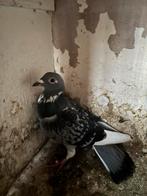 Mooie postduiven  van deze jaar, Dieren en Toebehoren