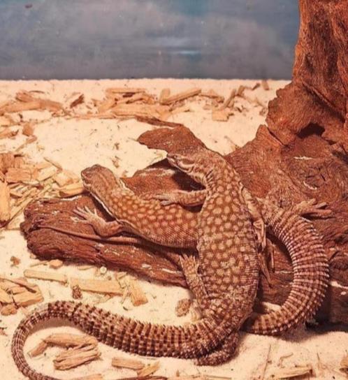 Stekelstaartmonitorhagedissen, Dieren en Toebehoren, Reptielen en Amfibieën, Hagedis