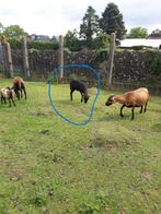 4 Black Belly schapen TE KOOP, Dieren en Toebehoren, Meerdere dieren, Schaap, 0 tot 2 jaar