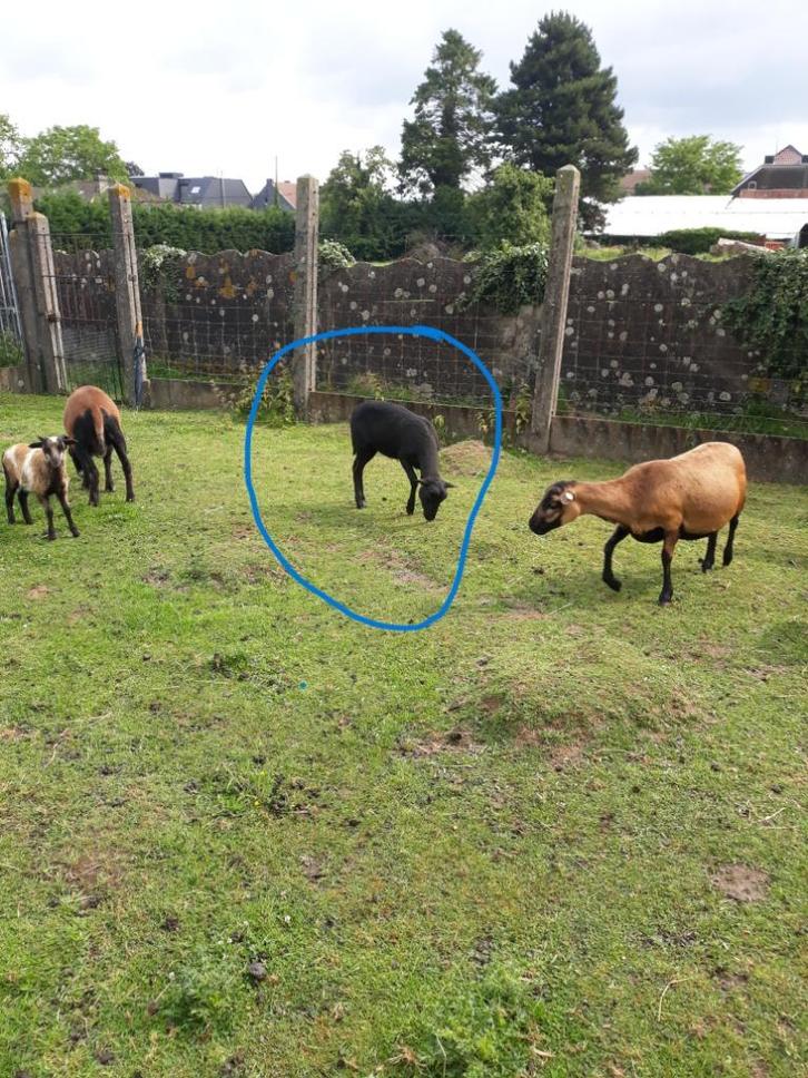 kameroen black - belly schapen te  koop, Dieren en Toebehoren, Schapen, Geiten en Varkens, Schaap, Meerdere dieren, 0 tot 2 jaar