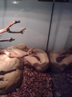 Albino Boa Red Tale, Dieren en Toebehoren, Reptielen en Amfibieën