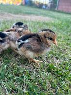 Leghorn kuikens te koop, Dieren en Toebehoren, Pluimvee, Geslacht onbekend, Kip