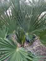 Prachtige wagnerianus palmbomen, Tuin en Terras, Planten | Tuinplanten, Ophalen of Verzenden