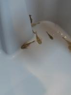 Ancistrus (borstelneus), Vis, Zoetwatervis