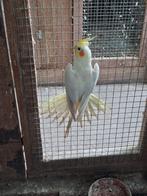 Koppeltje valkparkieten van zomer 2025, Animaux & Accessoires, Oiseaux | Perruches & Perroquets, Plusieurs animaux, Perruche, Bagué