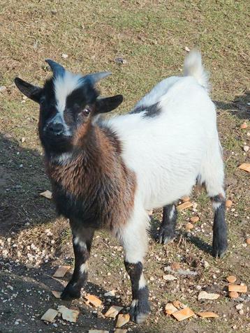 Supertam geit (bok), Dieren en Toebehoren, Geit