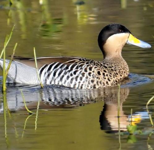 Versicolortaling/siereend, Dieren en Toebehoren, Pluimvee