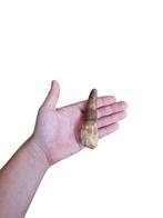 XXL Spinosaurus Aegyptiacus tand, Ophalen of Verzenden, Fossiel