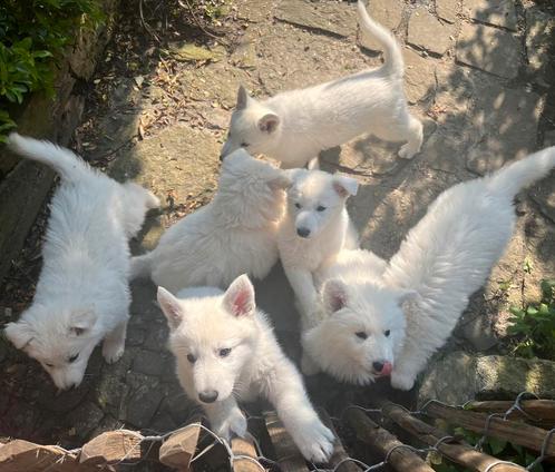 Zwitserse Herder Puppy’s met Stamboom, Dieren en Toebehoren, Honden | Herdershonden en Veedrijvers, Herder, Fokker | Hobbymatig