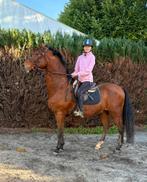 7 m de brun froid, Animaux & Accessoires, Chevaux, Hongre