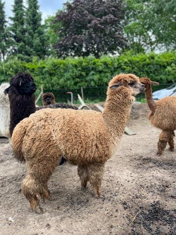 rustige alpaca merrie Sterre beschikbaar voor biedingen