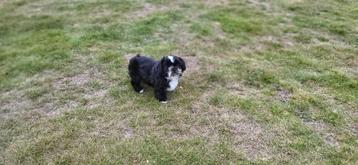 Shih Tzu pup beschikbaar voor biedingen