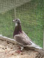 Jonge duiven 2025 met pedigree, Dieren en Toebehoren, Vogels | Duiven, Meerdere dieren, Postduif