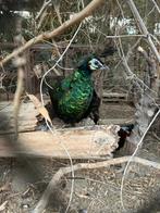 Java / groene pauw hen 2024, Dieren en Toebehoren, Vrouwelijk, Overige soorten