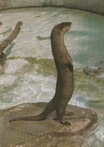 VISOTTER, Collections, Cartes postales | Animaux, Envoi, Non affranchie, Animal sauvage