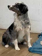 Border collie reuke, Dieren en Toebehoren, Honden | Herdershonden en Veedrijvers, België, 15 weken tot 1 jaar, Reu, CDV (hondenziekte)