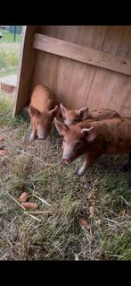 Hobbyvarkens, Varken