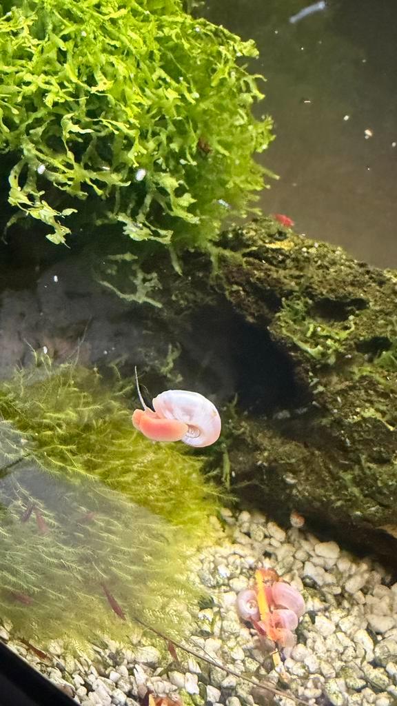 Roze Posthoornslakken, Dieren en Toebehoren, Vissen | Aquariumvissen